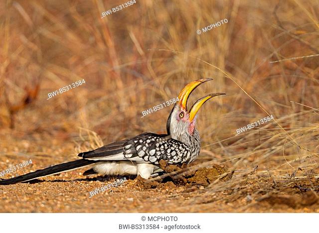 southern yellow-billed hornbill (Tockus leucomelas), sitting on a branch, South Africa, Krueger National Park, Letaba Camp
