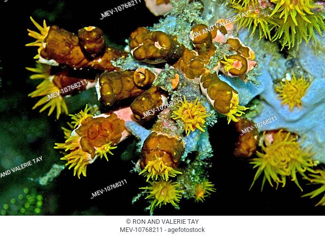 Acoelous flatworms on Tubastraea faulkneri cup coral (Acoelous flatworms on Tubastraea)