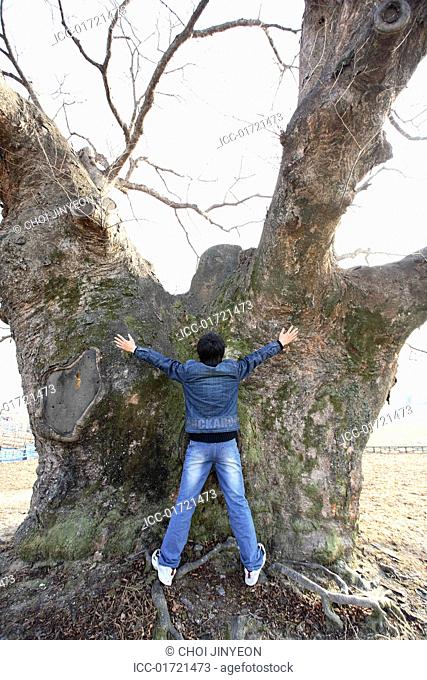 Big tree, Yeongju, Korea