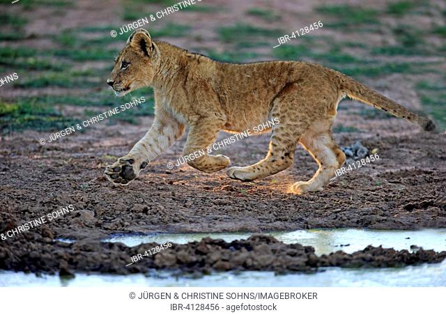 Lion (Panthera leo), cub, four months, running, Tswalu Game Reserve, Kalahari, North Cape, South Africa