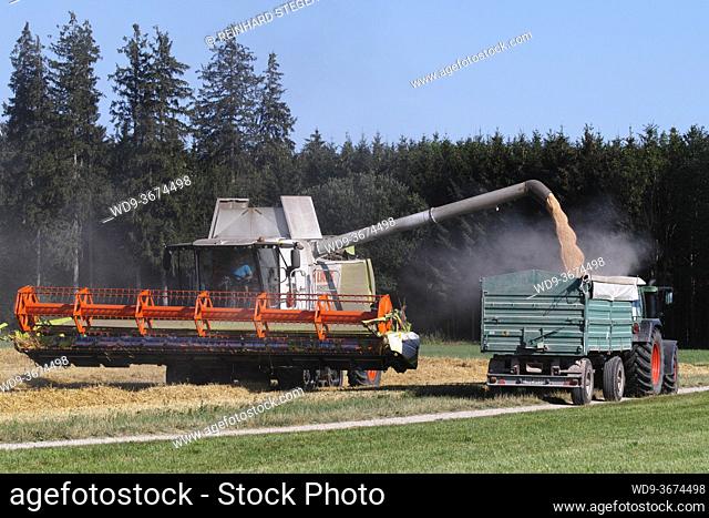 combine harvester delivering grain