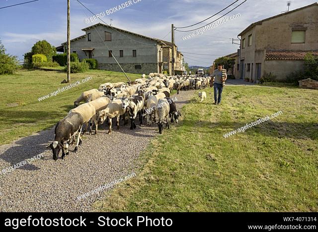 A shepherd and his flock of sheep during the transhumance towards the Pyrenees, passing through Beulaigua village (Lluçanès, Osona, Barcelona, Catalonia, Spain)