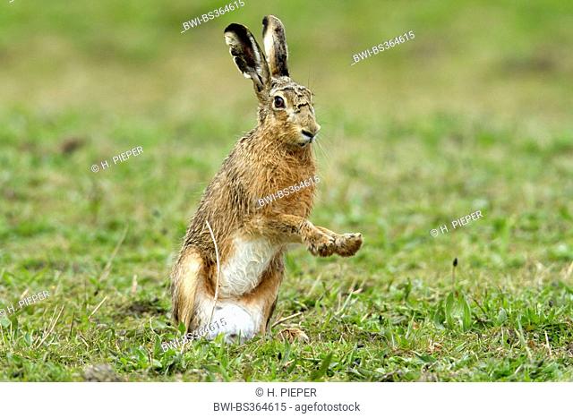 European hare, Brown hare (Lepus europaeus), in a meadow in April, change of coat, Germany, North Rhine-Westphalia