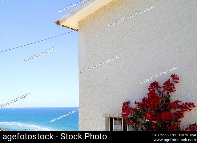 PRODUCTION - 14 August 2022, Portugal, Pataias: Red flowering bougainvillea grow in front of a house on the way to the beach ""Praia de Vale Furado""