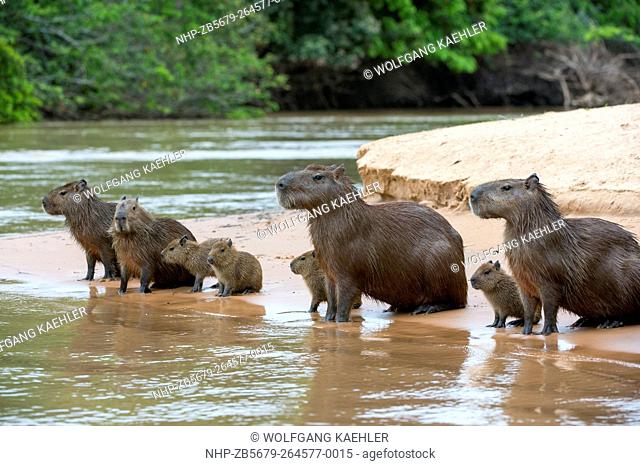 Capybara (Hydrochoerus hydrochaeris) family on a beach at a tributary of the Cuiaba River near Porto Jofre in the northern Pantanal