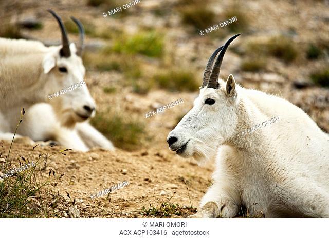 Mountain Goats resting