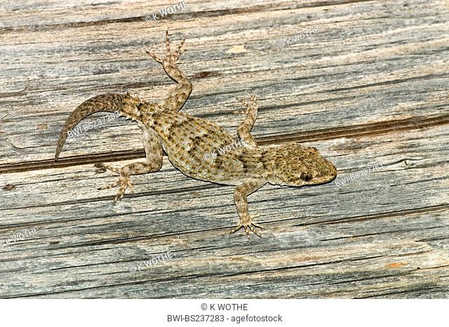 Kotschy's gecko Mediodactylus kotschyi, Cyrtodactylus kotschyi, Gecko with regenerated tail, Greece, Peloponnes