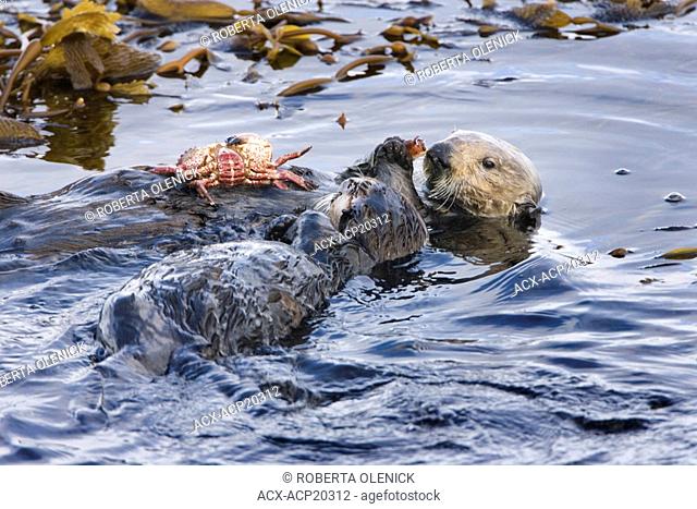 California sea otter Enhydra lutris nereis, female and pup eating Red rock crab, Monterey Bay, California, USA