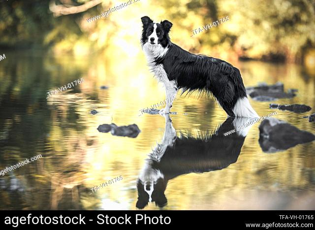 Border Collie in the water