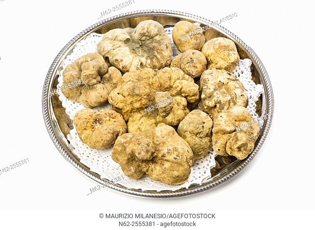 Many white truffles from Piedmont on steel tray placed on a white background