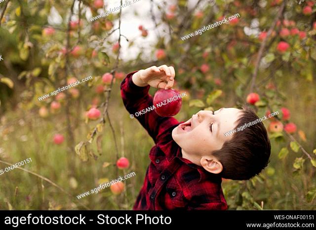 Boy eating fresh red apple at farm