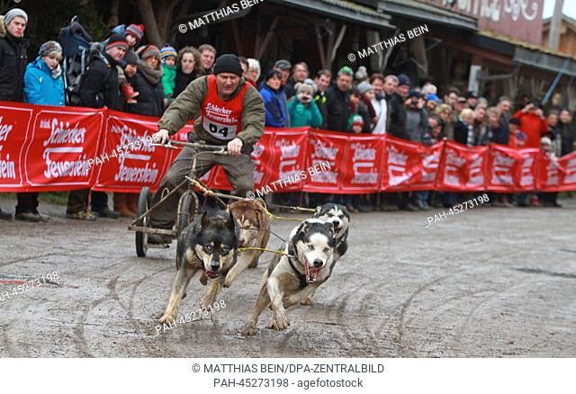Olaf Schmidt guides his sled dogs during the first dog sled race of 2014 in Hasselfelde,  Germany, 04 January 2014. No sleds were able to be used due to a lack...