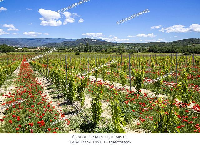 France, Vaucluse, regional natural reserve of Luberon, Roussillon, poppies (Papaver rhoeas) and vineyards