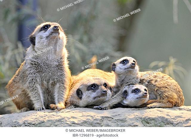 Meerkats (Suricata suricatta), parent and three young