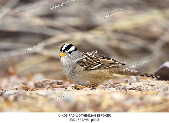White-crowned sparrow (Zonotrichia leucophrys), Bosque del Apache Wildlife Refuge, New Mexiko, USA