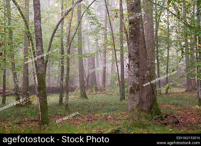 Misty morning in autumnal natural forest, Bialowieza Forest, Poland, Europe