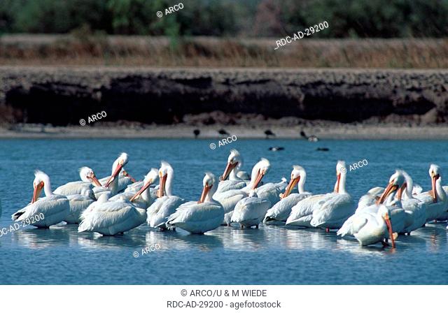 American White Pelicans Salton Sea California USA Pelecanus erythrorhynchos