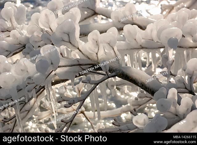 Completely frozen branches on a tree in sunlight, Styria, Austria