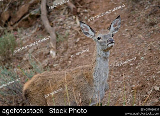 Young Spanish red deer Cervus elaphus hispanicus smelling. Monfrague National Park. Caceres. Extremadura. Spain