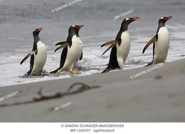Gentoo penguins (Pygoscelis papua), Volunteer Point, Falkland Islands