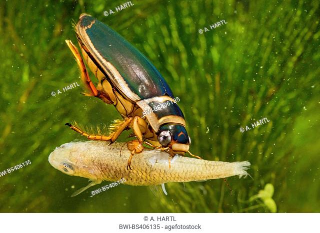 Great diving beetle (Dytiscus marginalis), male feeding on a dead bitterling, Germany, Bavaria