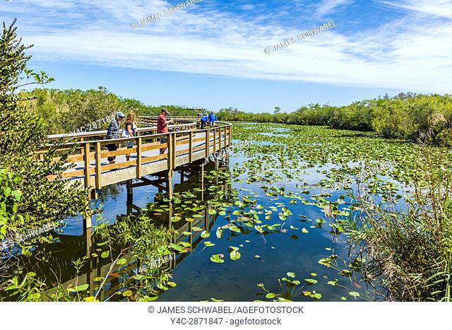 The popular Anhinga Trail at the Royal Palms Visitor Center though sawgrass marsh in the Everglades National Park Florida