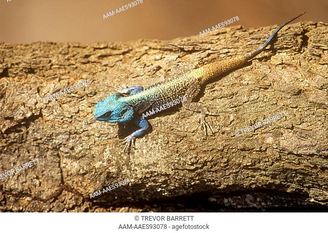 Blueheaded Agama (Agama atricollis) Unfolozi-Hluhluwa Natal SA