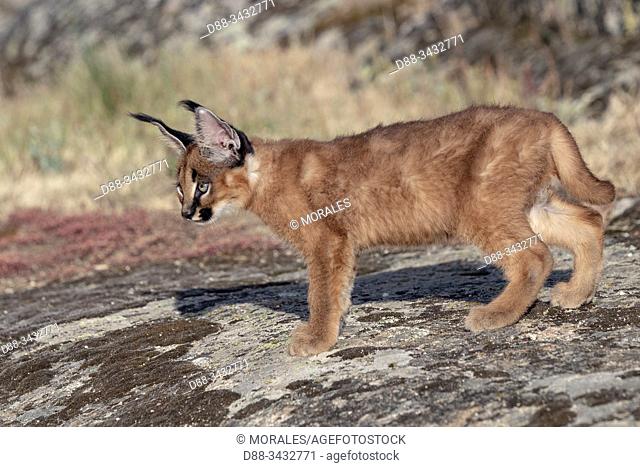 Caracal (Caracal caracal), Occurs in Africa and Asia, Young animal 9 weeks old, Walking in the rocks, Captive