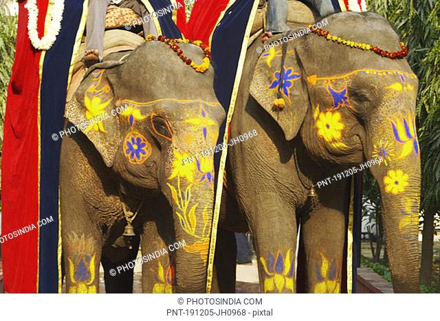 Close-up of two decorated elephants
