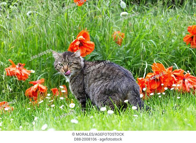 France, Bas Rhin, Obernai , Domestic cat