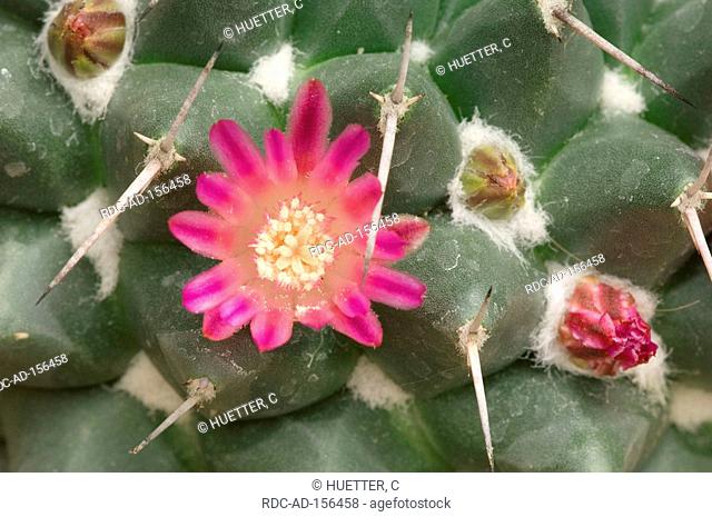Pincushion Cactus Mammillaria mystax