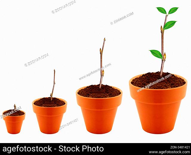 plant growing in garden pot, growing concept