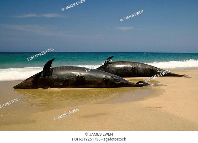 Offshore bottlenosed dolphin Tursiops truncatus Mass stranding 30/10/2006 Bazaruto Archipelago, Mozambique. rr