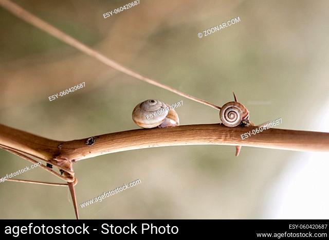 Little cute snails goind up on a twig