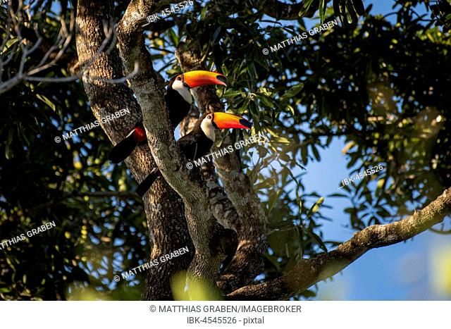 Two giant toucans (Ramphastos toco) sitting in tree, Toucan, Pantanal, Mato Grosso do Sul, Brazil