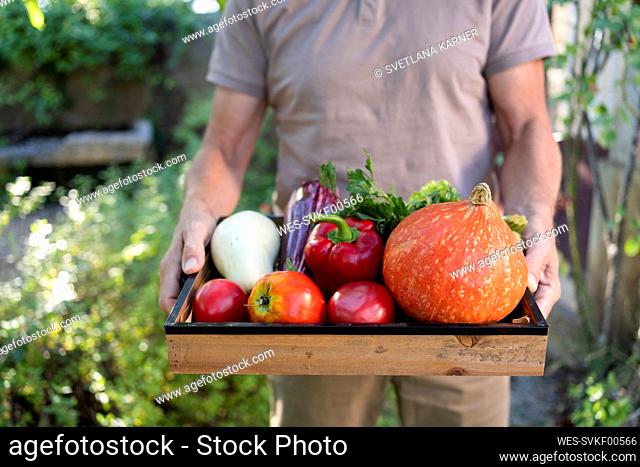 Mature man holding vegetables in wooden crate