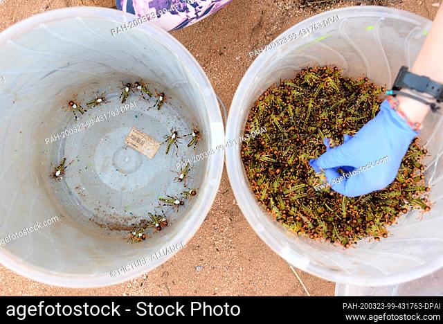 03 March 2020, Kenya, Archers Post: Doctoral student Inga Petelski pulls an insect out of a bucket of desert locusts. She is part of a research expedition of...