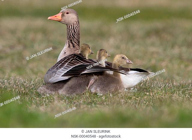 Greylag Goose (Anser anser) resting with her three chicks, The Netherlands, Friesland, Bantpolder
