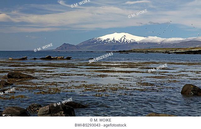 Ytri-Tunga, resting place for gray seals, Iceland, Snaefellsnes