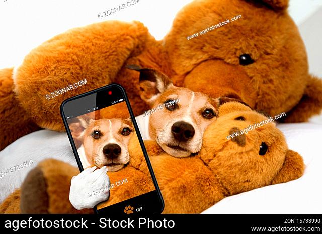 jack russell terrier dog resting having a siesta on his bed with his teddy bear,  tired and sleepy, taking a selfie with smartphone or cell phone , telephone