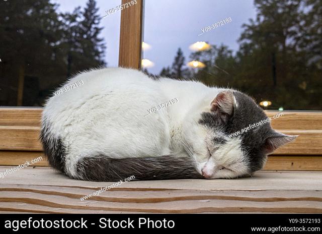 Sleeping cat in the window, Planinski dom, Savica, Slovenia
