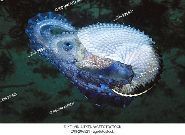 Paper nautilus (Argonauta nodosa) female with egg case shell. All oceans, tropical to temperate