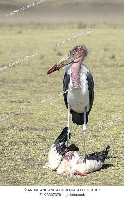 Marabou stork (Leptoptilos crumeniferus) feeding on the carcass of a White Stork (Ciconia ciconia) on savanna, Ngorongoro conservation area, Tanzania