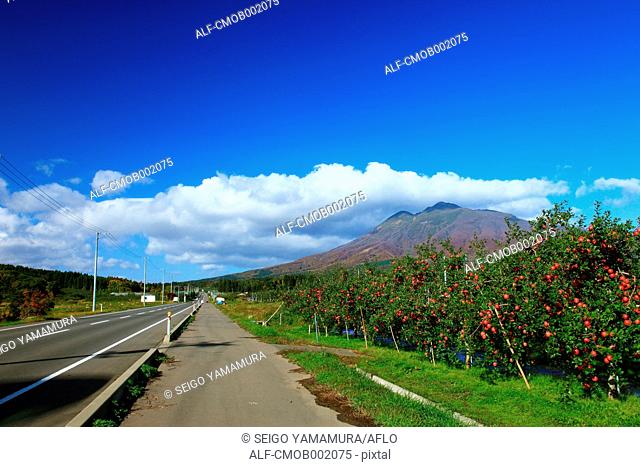 Apple trees in Hirosaki, Aomori Prefecture
