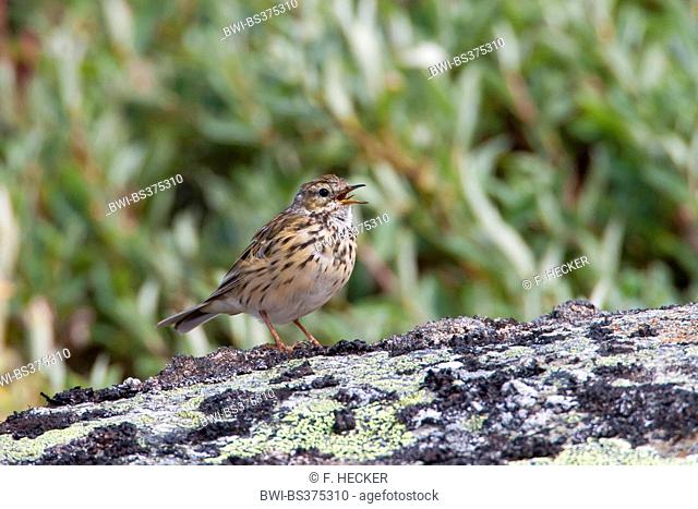 Meadow Pitpit (Anthus pratensis), on a stone, Germany