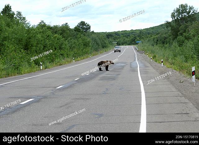 Hungry young wild Kamchatka brown bear walk along an asphalt highway. Eurasia, Russian Far East, Kamchatka Kamchatka Peninsula