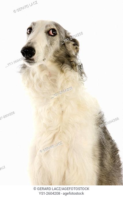 Borzoi or Russian Wolfhound, Female against White Background