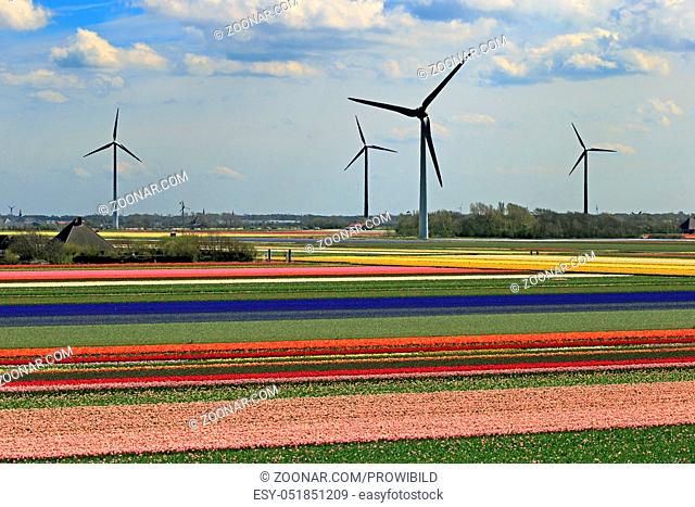 tulips field, Netherland, wind wheel, Alkmaar, Bluehendes Tulpenfeld bei Alkmaar, Holland, Niederlande, Nordholland