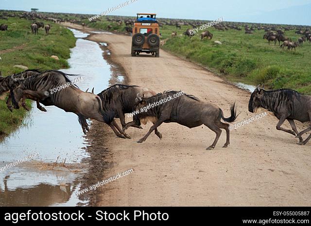 Great Migration Serengeti Gnu Wildebeest Zebra Connochaetes taurinus. High quality photo