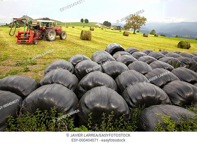 Farming, grass cutting and collecting plastic-wrapped bales, Endoia, Zestoa, Gipuzkoa, Euskadi, Spain